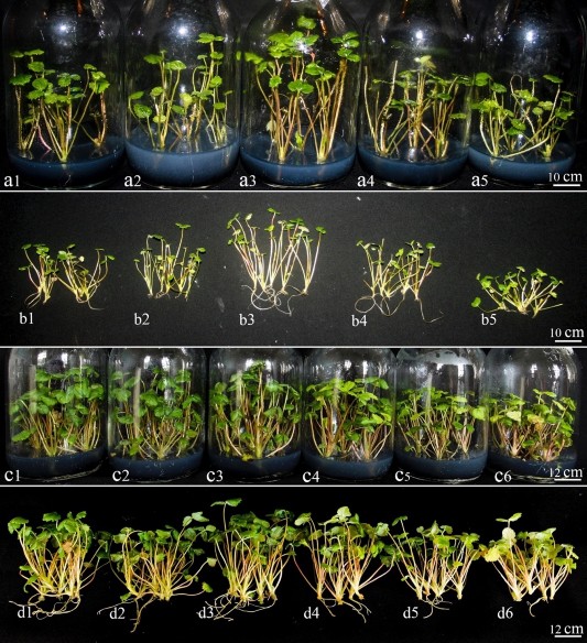 Hình 3 9 Cây dâu tây sinh trưởng và phát triển trên môi trường bổ sung AgNPs và 1