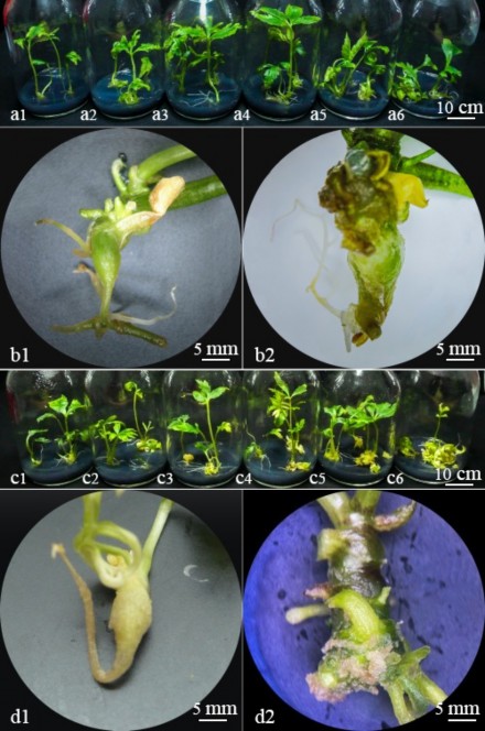 Hình 3 10 Cây sâm Ngọc Linh sinh trưởng và phát triển trên môi trường bổ sung 2