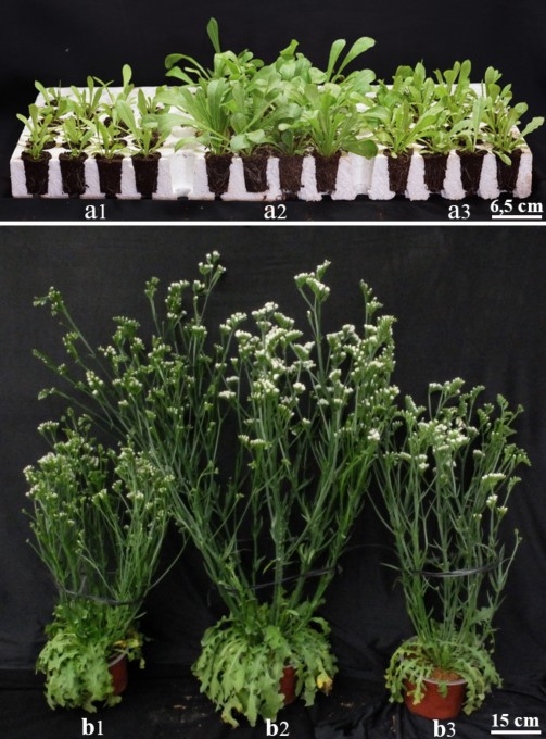 Hình 3 11 Sự thích nghi sinh trưởng và phát triển của cây salem sau 4 tuần và 12 2