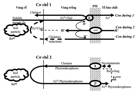 Hình 1 3 Cơ chế hấp thu sắt trong thực vật Ứng dụng FeNPs trong vi nhân giống 1