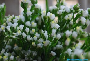 Giới Plantae Ngành Spermatophytina Lớp Magnoliopsida Bộ Caryophyllanae Họ 2