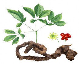 Giới Plantae Ngành Magnoliophyta Lớp Magnoliopsida Bộ Apiales Họ Araliaceae Chi 4