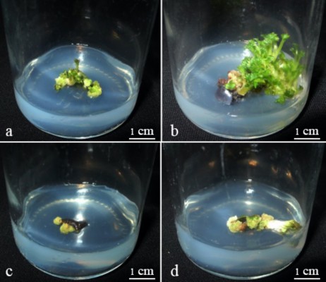 Hình 3 2 Sự cảm ứng khác nhau của các mẫu lá cây dâu tây được khử trùng 1
