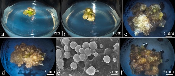 Hình 3 3 Sự cảm ứng khác nhau của các mẫu lá sâm Ngọc Linh được khử trùng 2