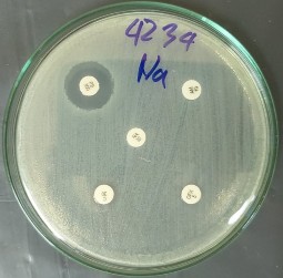 B2 Kiểu hình kháng kháng sinh chung của các chủng Salmonella spp Kiểu hình kháng 1