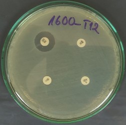 B2 Kiểu hình kháng kháng sinh chung của các chủng Salmonella spp Kiểu hình kháng 2