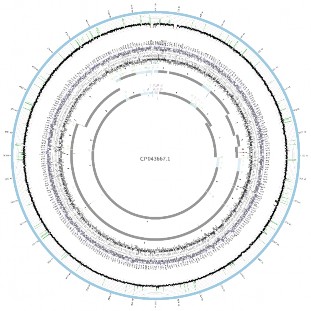 Salmonella enterica subsp enterica serovar Kentucky strain 162835 chromosome complete genome 1