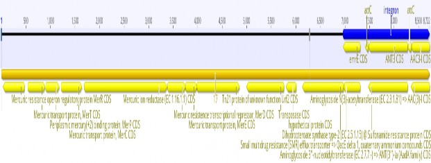 B12 Các vùng integron được xác định của SA12 19 1600 ID integron Contigs Pos beg 5