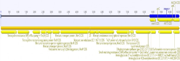 Vị trí integron trên contig 39 Vị trí integron trên contig 40 B13 Các vùng integron 6