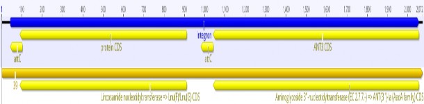 Vị trí integron trên contig 40 B13 Các vùng integron được xác định của SA07 20 7