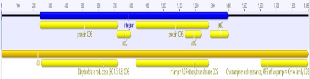 B13 Các vùng integron được xác định của SA07 20 1066 và 1067 ID integron Contigs 8