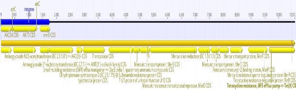 Vị trí integron trên contig 37 Vị trí integron trên contig 38 1