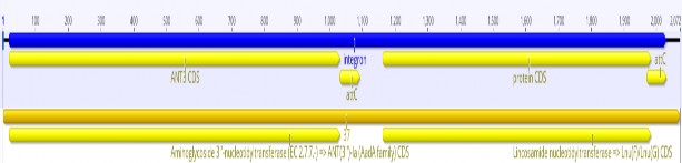 Vị trí integron trên contig 38 2