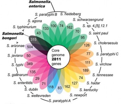 Hình 1 2 Số lượng các gen chung và riêng ở một số loài Salmonella Jacobsen và 1