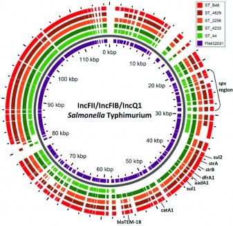Plasmid là các phân tử DNA mạch đôi dạng vòng nằm ngoài DNA nhiễm sắc thể 1