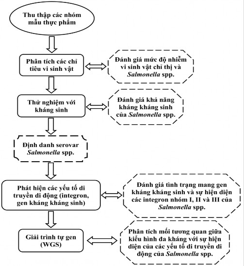 Hình 2 1 Tóm tắt sơ đồ nghiên cứu 2 1 Vật liệu 2 1 1 Nguyên liệu Các chủng 2