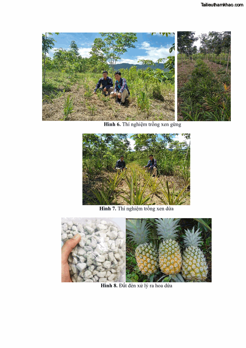 Luận án tiến sĩ khoa học cây trồng Nghiên cứu một số biện pháp kỹ thuật canh tác phù hợp cho cây cao su tiểu điền tại Thừa Thiên Huế - 12 Trang 136