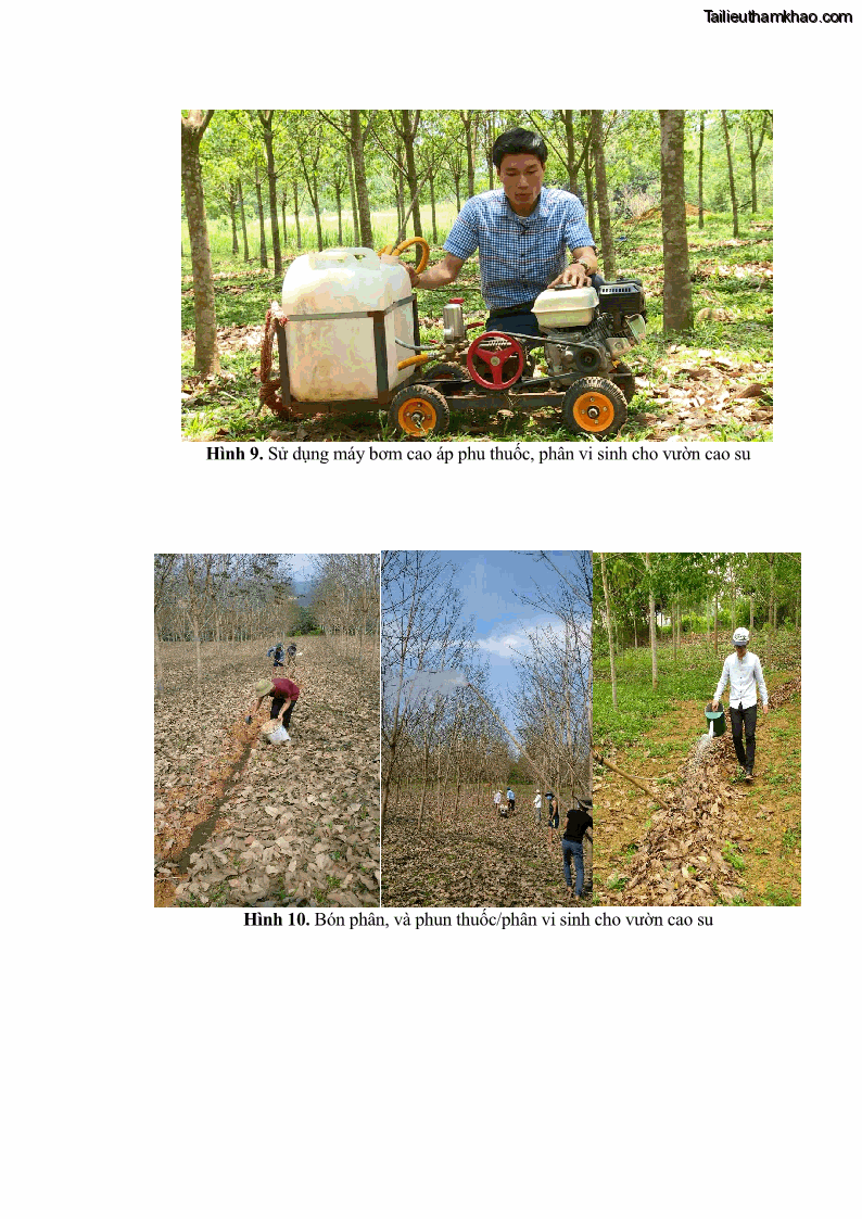 Luận án tiến sĩ khoa học cây trồng Nghiên cứu một số biện pháp kỹ thuật canh tác phù hợp cho cây cao su tiểu điền tại Thừa Thiên Huế - 12 Trang 137