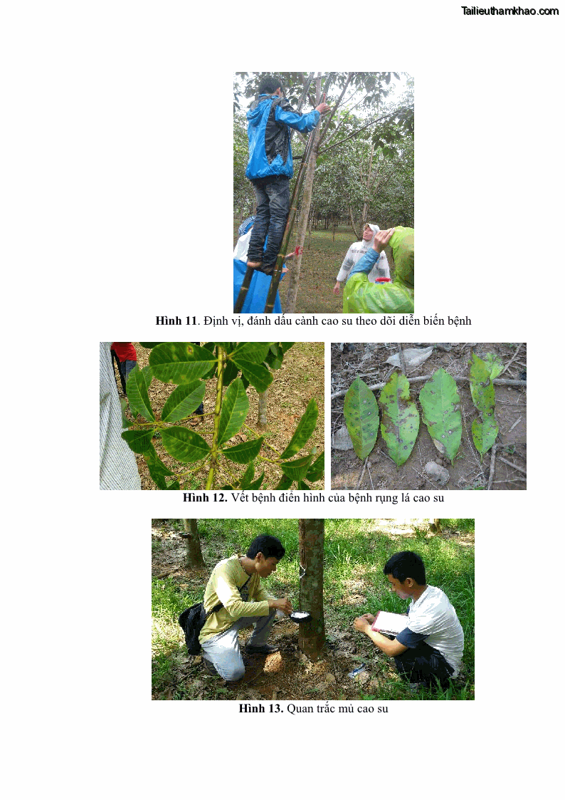 Luận án tiến sĩ khoa học cây trồng Nghiên cứu một số biện pháp kỹ thuật canh tác phù hợp cho cây cao su tiểu điền tại Thừa Thiên Huế - 12 Trang 138