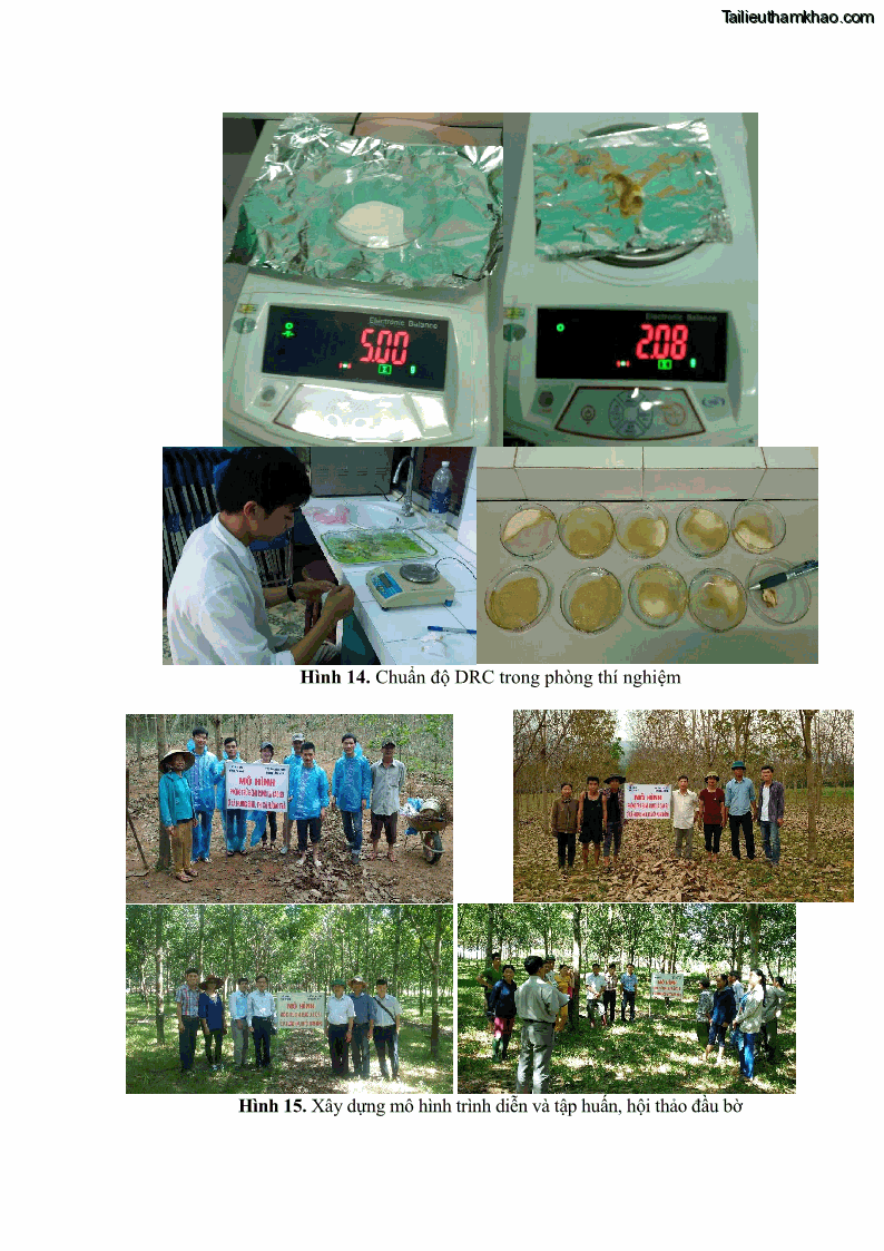 Luận án tiến sĩ khoa học cây trồng Nghiên cứu một số biện pháp kỹ thuật canh tác phù hợp cho cây cao su tiểu điền tại Thừa Thiên Huế - 12 Trang 139