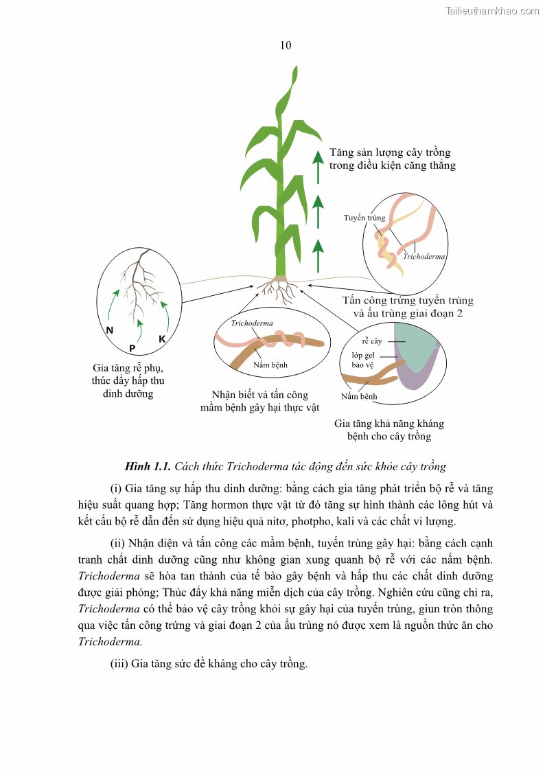 Luận án tiến sĩ khoa học cây trồng Nghiên cứu một số biện pháp kỹ thuật canh tác phù hợp cho cây cao su tiểu điền tại Thừa Thiên Huế - 2 Trang 24