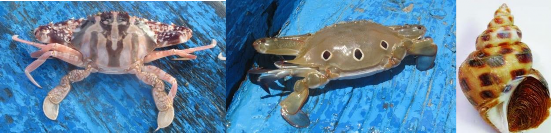 Ghẹ chữ thập ghẹ đỏ Ghẹ 3 chấm Ốc hương Hình 2 Đối tượng khai thác 2