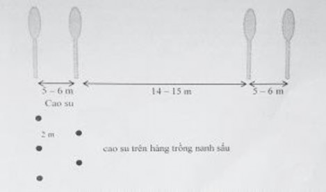 Hình 3 3 Mô hình thiết kế vườn cao su kiểu hàng kép 37 54 Theo khuyến cáo mới 1