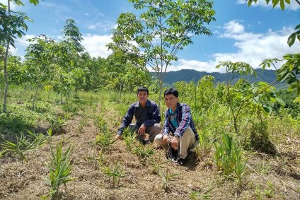 Hình 6 Thí nghiệm trồng xen gừng Hình 7 Thí nghiệm trồng xen dứa Hình 8 Đất 10