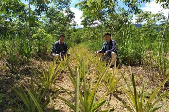 Hình 7 Thí nghiệm trồng xen dứa Hình 8 Đất đèn xử lý ra hoa dứa 12