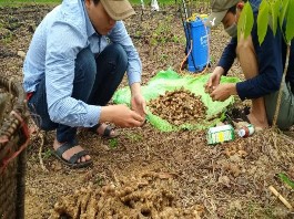 Hình 3 Vật liệu bố trí thí nghiệm giống gừng và dứa Hình 4 Phân hữu cơ 4