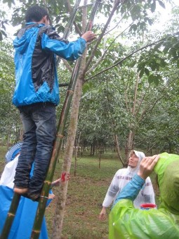 Hình 11 Định vị đánh dấu cành cao su theo dõi diễn biến bệnh Hình 12 Vết 2