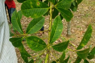 Hình 12 Vết bệnh điển hình của bệnh rụng lá cao su Hình 13 Quan trắc mủ cao 3