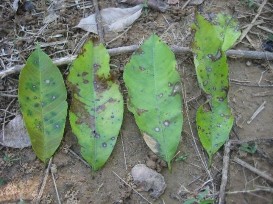 Hình 12 Vết bệnh điển hình của bệnh rụng lá cao su Hình 13 Quan trắc mủ cao 4