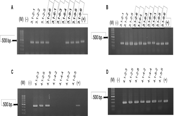 chứng tỏ chúng có mang alen đột biến mất 22 bp trên gen GmGOLS03 Hình 3 18A Tuy 1