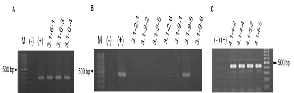 Hình 3 19 Kết quả phân tích sản phẩm PCR của chỉ thị phân tử GOLS seg F1 và 1