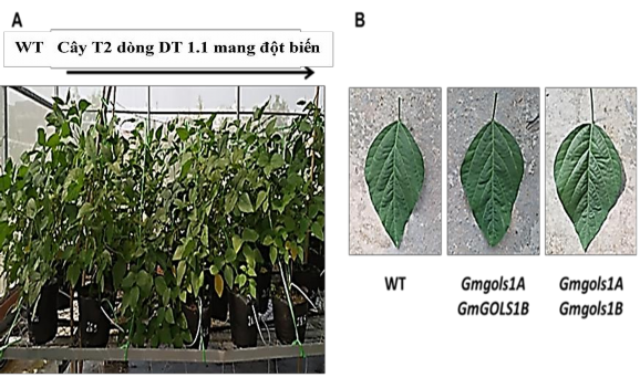 Hình 3 21 Hình thái của các dòng đậu tương đột biến trồng trong nhà lưới A 2