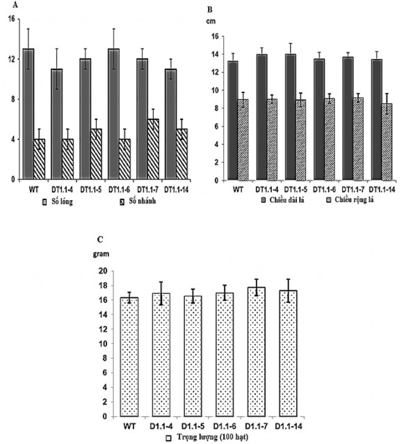 các dòng đột biến cũng tương đương với các cây WT một lần nữa sự khác 3