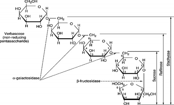 Hình 1 3 Cấu tạo và mối liên hệ của các đường thuộc họ Raffinose O α d 1