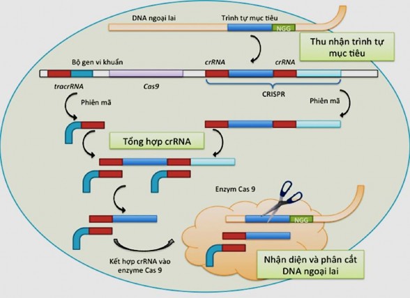Hình 1 5 Quá trình hoạt động của cơ chế CRISPR Cas ở vi khuẩn chống lại sự 1