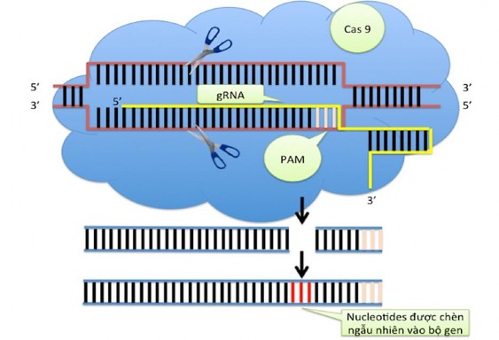 Hình 1 6 Cơ chế hoạt động của CRISPR Cas9 trong trường hợp gây biến đổi 2
