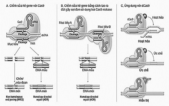 Hình 1 7 Chỉnh sửa hệ gene bằng hệ thống CRISPR Cas9 Nguồn 51 1 3 3 Ứng 3