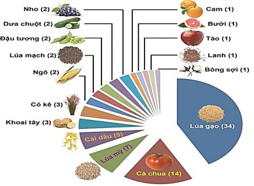 Hình 1 8 Chỉnh sửa gen bằng hệ thống CRISPR Cas9 trên một số loại cây trồng 4