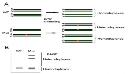 Phương thức tiến hành như sau 1 PCR độc lập các mẫu mẫu DNA của dòng đậu 1