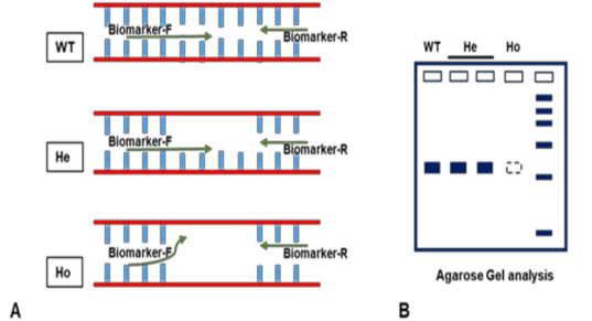 Hình 2 2 Sơ đồ minh họa nguyên lý thiết kế các chỉ thị phân tử dùng trong 1