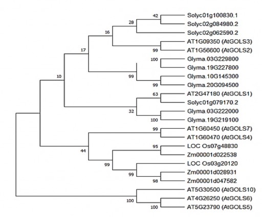 Lựa chọn trình tự gen mã hóa Galactinol synthase GmGOLS và thiết kế cấu trúc 2