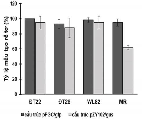như cấu trúc chuyển gen có ảnh hưởng trực tiếp tới tỉ lệ mẫu tạo rễ tơ 3