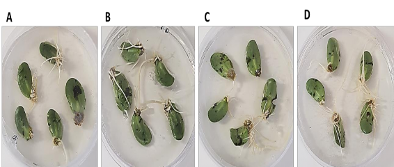 Hình 3 7 Cảm ứng tạo rễ tơ của các giống đậu tương thí nghiệm với cấu 4