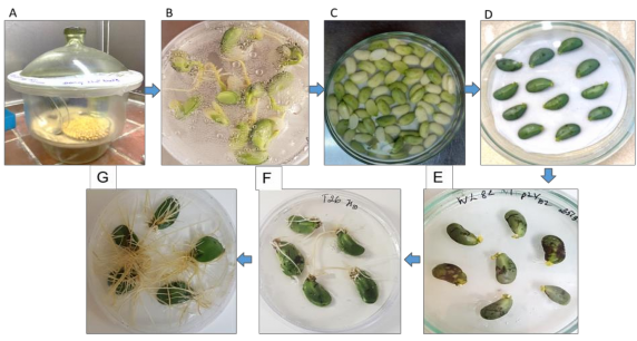Hình 3 8 Quy trình cảm ứng tạo rễ tơ in vitro trên các giống đậu tương thí 5