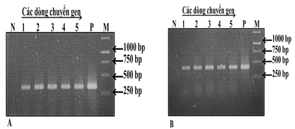 Hình 3 10 Sản phẩm khuếch đại bằng các cặp mồi đặc hiệu được điện di 1
