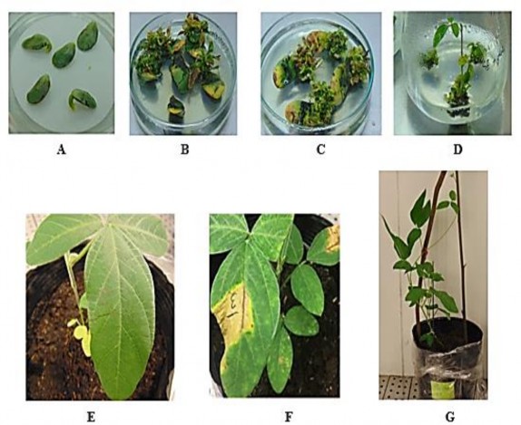 Hình 3 12 Minh họa quá trình chuyển gen vào đậu tương thông qua nốt lá mầm A 2